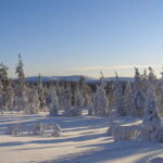 Lapland: A Day at a Traditional Log Cabin & Snowshoe Trek - Practical Details and What to Know