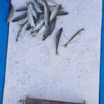 Larnaca: Private Fishing - Traditional Explorer N Vessel - What to Expect from the Private Fishing Trip