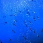 Larnaca: Yellow Submarine Swim Cruise with Unlimited Drinks - Pricing & Value