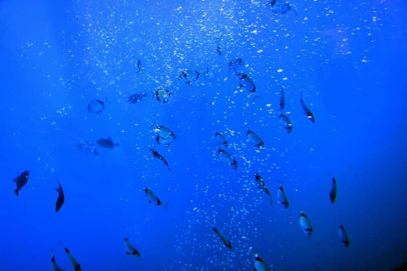 Larnaca: Yellow Submarine Swim Cruise with Unlimited Drinks - Pricing & Value