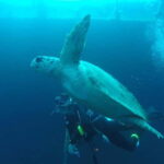 Larnaca: Zenobia Qualified Divers - Exploring the Dive Experience in Larnaca
