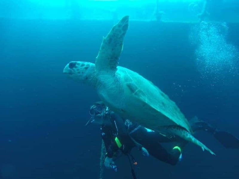 Larnaca: Zenobia Qualified Divers - Exploring the Dive Experience in Larnaca