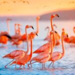 Las Coloradas and Rio Lagartos only from Merida - An In-Depth Look at the Tour Experience