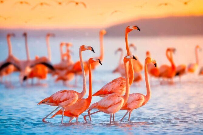 Las Coloradas and Rio Lagartos only from Merida - An In-Depth Look at the Tour Experience