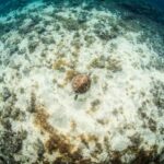 Las Palmas: Survival Apnea Course - What’s Included and What to Bring