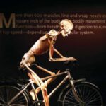 Las Vegas: BODIES | The Exhibition at the Luxor - The Experience in Detail