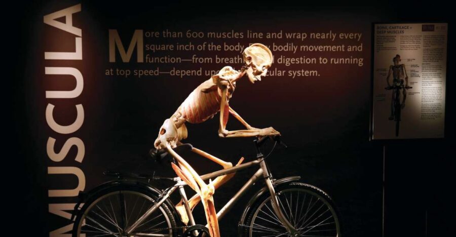 Las Vegas: BODIES | The Exhibition at the Luxor - The Experience in Detail