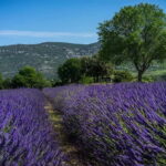 Lavande Guided Tour And Live Distillation - What to Expect During Your Visit