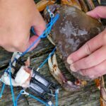 Learn to Catch and Cook Crab under Golden Gate Bridge SF - Authentic Insights from Reviewers
