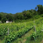 Ledro Lake: Guided Tour & Wine Tasting Among the Vines - Pricing and Booking