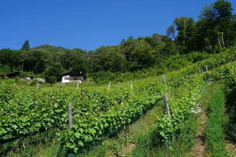 Ledro Lake: Guided Tour & Wine Tasting Among the Vines - Pricing and Booking