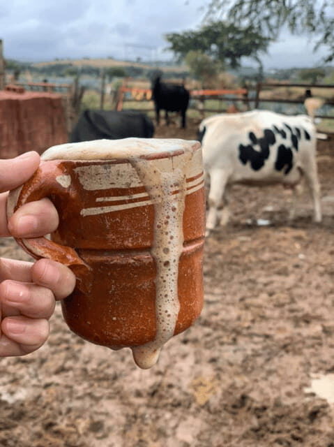 Leon: Cristero Rebellion Guided Tour with Breakfast - A Closer Look at the Experience