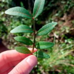 Levanto: Hiking Tour with Creative Workshop! - The Guides & Their Stories