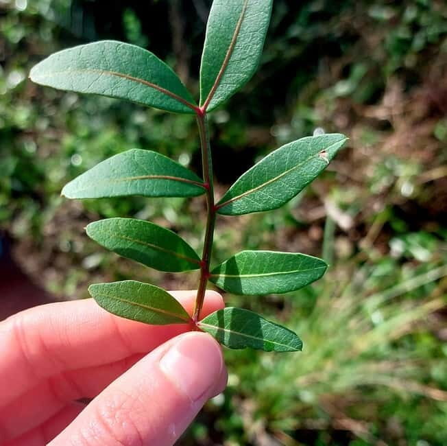 Levanto: Hiking Tour with Creative Workshop! - The Guides & Their Stories