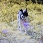 Levi: 2 KM Husky Summer Sledding with wheels - Experience Overview and What to Expect