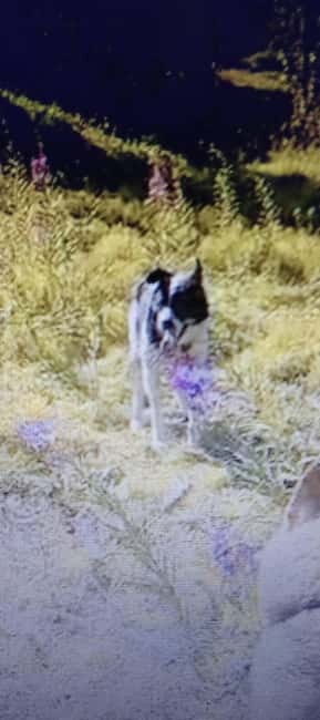 Levi: 2 KM Husky Summer Sledding with wheels - Experience Overview and What to Expect