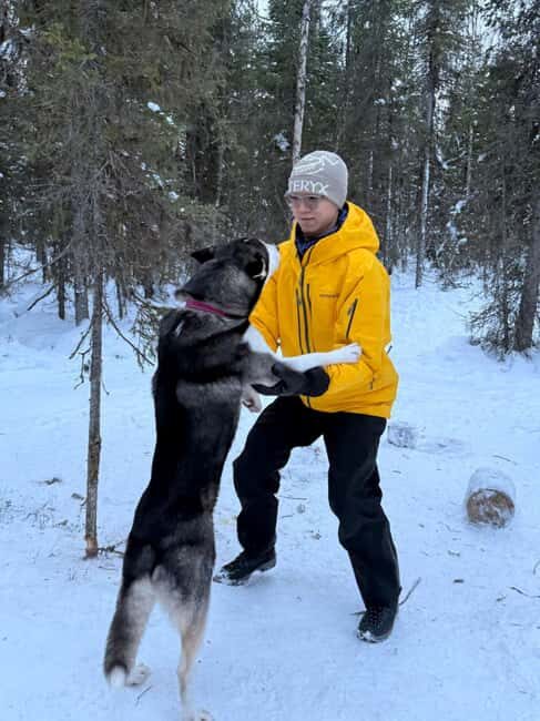 Levi: 2 km Thrilling Husky Sled Ride - What To Expect