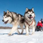 Levi: 5 Km Husky Sledding Ride in Levi - An In-Depth Look at the Husky Sledding Experience