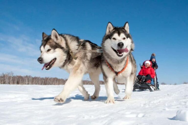 Levi: 5 Km Husky Sledding Ride in Levi - An In-Depth Look at the Husky Sledding Experience