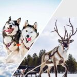 Levi: Husky and Reindeer Arctic Duo Safari - Exploring the Itinerary in Detail