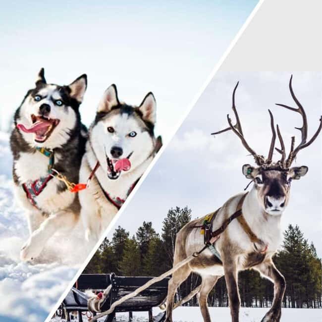 Levi: Husky and Reindeer Arctic Duo Safari - Exploring the Itinerary in Detail