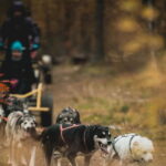 Levi: Husky cart tour- Midnight Sun & Autumn Northern Lights - Overall Value & Who Will Enjoy It