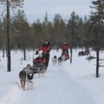 Levi: Reindeer and Husky Taster - Husky Sled Ride: Speed and Power