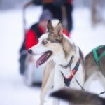 Levi: Self-Drive Guided Husky Tour - Experience Breakdown and What to Expect