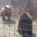 LiBearty Bear Sanctuary Zarnesti Small-Group Trip from Brasov - Authentic Encounters and Highlights