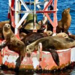 Lil Toot Santa Barbara Private Boat Tour - Itinerary and Highlights