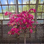 Lincoln Park Nature Museum and Zoo Public Walking Tour - Final Thoughts