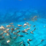 Lindos: Submarine Cruise with Swimming Stop at Navarone Bay - Who Is This Tour Best For?