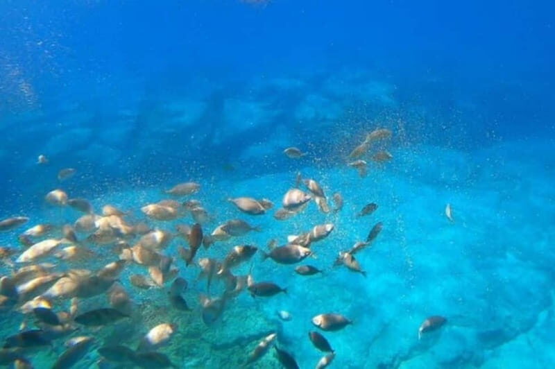 Lindos: Submarine Cruise with Swimming Stop at Navarone Bay - Who Is This Tour Best For?