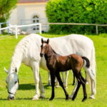 Lipizzaner Stud Piber: Guided Tour - Who Will Love This Tour?