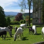 Lipizzaner Stud Piber: Independent Visit - The Experience from a Traveler’s Perspective