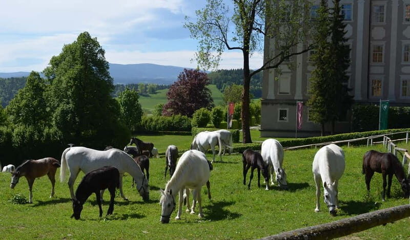 Lipizzaner Stud Piber: Independent Visit - The Experience from a Traveler’s Perspective