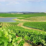 Lisbon: Arrábida Natural Park, Setúbal, and Azeitão Day Trip - Exploring Setúbal: A Coastal Jewel