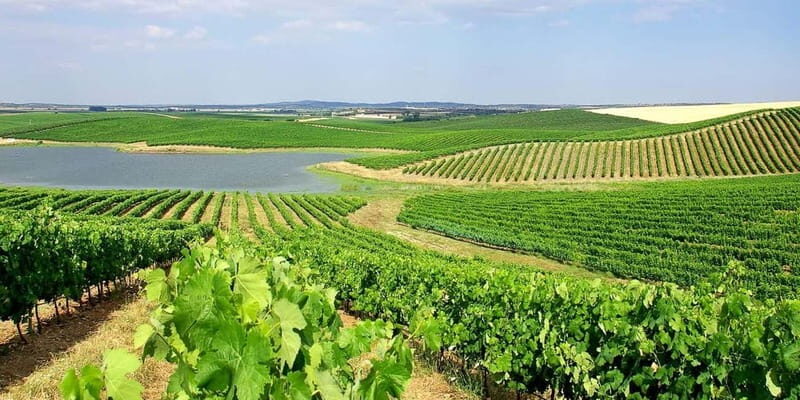 Lisbon: Arrábida Natural Park, Setúbal, and Azeitão Day Trip - Exploring Setúbal: A Coastal Jewel