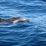 Lisbon: Ocean Safari with Marine Biologists - Who is This Tour Best For?