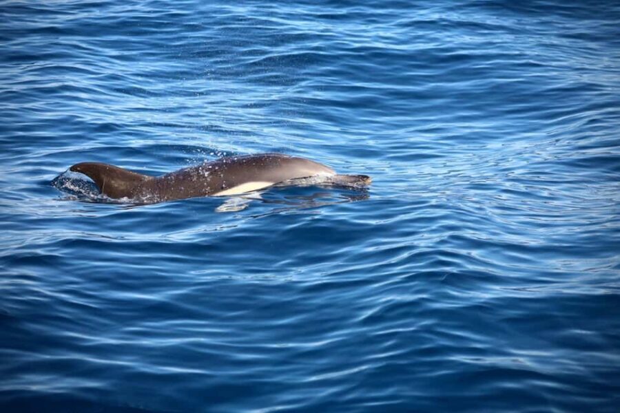 Lisbon: Ocean Safari with Marine Biologists - Who is This Tour Best For?