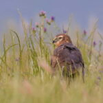 Lisbon: Private Birdwatching Tours with a Local Guide - Who Will Love This Tour?