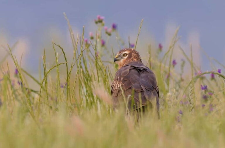 Lisbon: Private Birdwatching Tours with a Local Guide - Who Will Love This Tour?