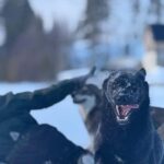 Ljørdalen-Trysil: Bergli Husky Kennel Visit - Who Would Love This Tour