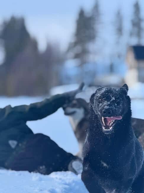 Ljørdalen-Trysil: Bergli Husky Kennel Visit - Who Would Love This Tour