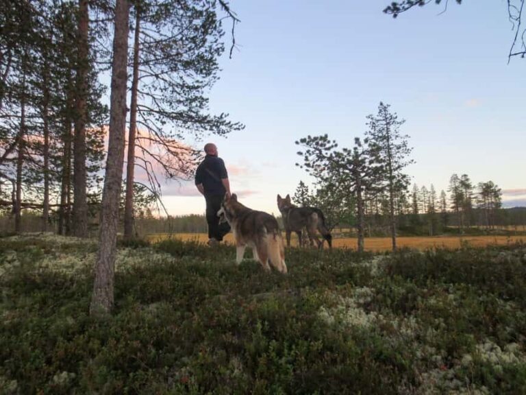 Ljørdalen - Trysil: Husky Hike with Campfire and lunch! - A detailed look at the experience
