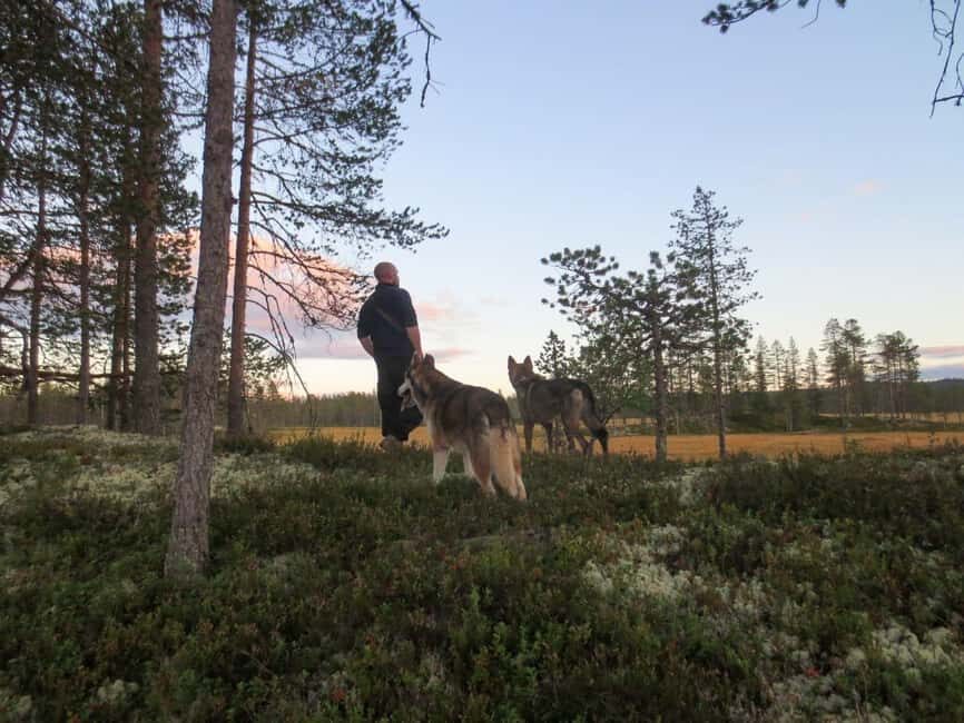 Ljørdalen - Trysil: Husky Hike with Campfire and lunch! - A detailed look at the experience