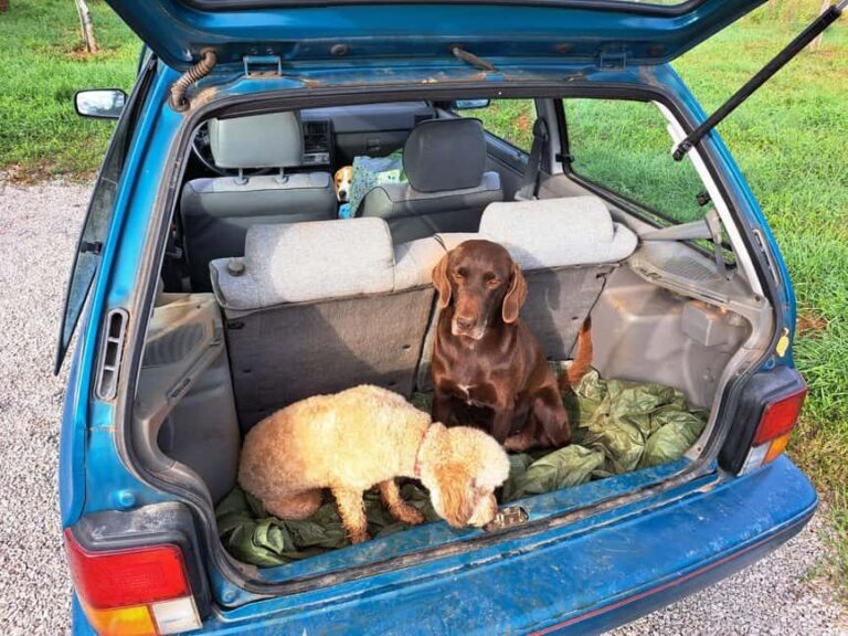 Ljubljana: Istria Truffle Hunting Tour with Local Hunters - Why This Experience is Worth Considering