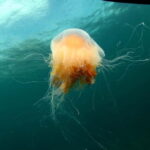 Lofoten: Family Snorkeling Tour - Who Will Love This Tour?