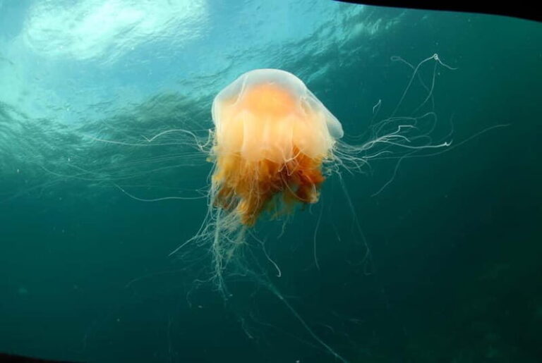 Lofoten: Family Snorkeling Tour - Who Will Love This Tour?