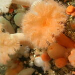 Lofoten: First Time Scuba Diving Experience - What Sets This Tour Apart